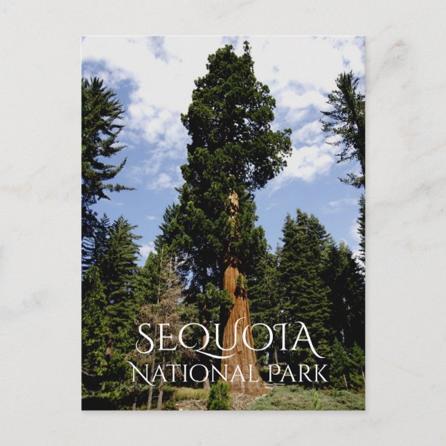 Carte Postale Sequoia Tree contre Blue Sky, Sequoia NP (Devant)