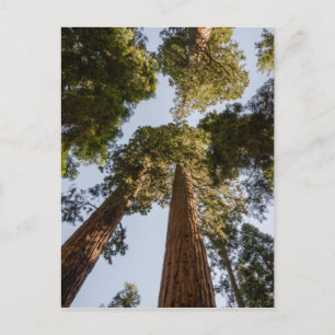 Carte Postale Séquoias géantes dans le parc national de Sequoia