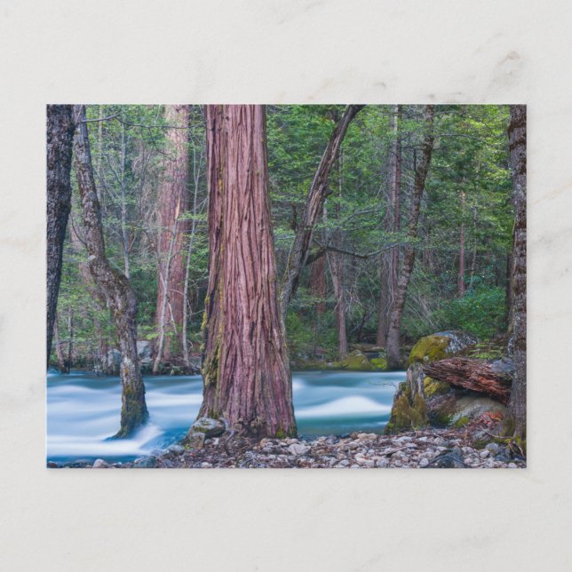 Carte Postale Sequoias & Merced River Yosemite National Park, CA (Devant)
