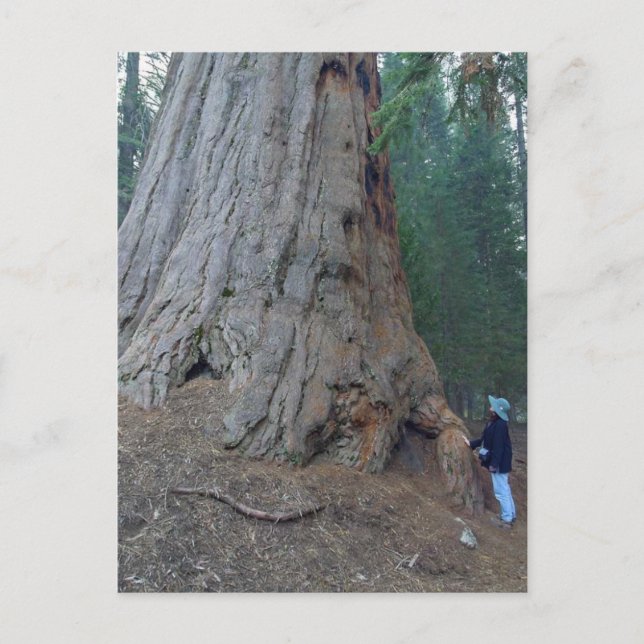 Carte Postale Sequoias Trees Giants (Devant)