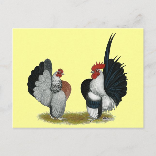 Carte Postale Serama Bantams (Devant)