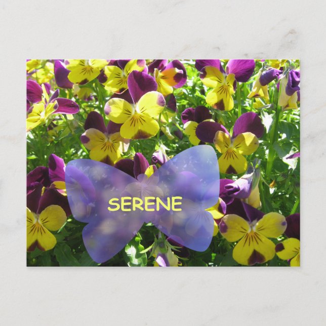 Carte postale Serene Pansy (Devant)