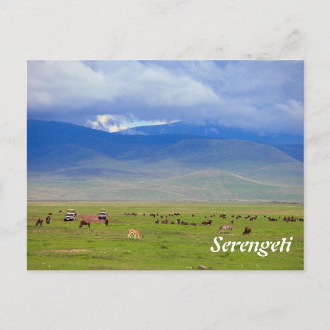 Carte Postale Serengeti (Devant)