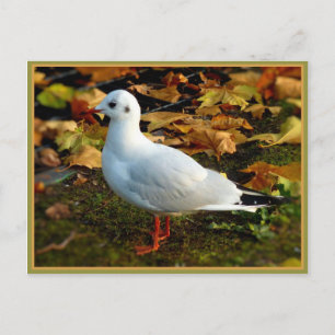 Carte Postale Sérénité