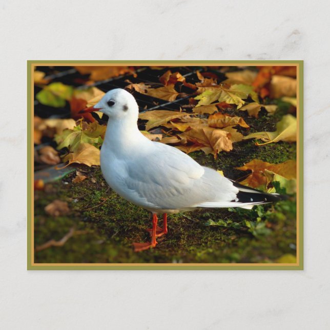 Carte Postale Sérénité (Devant)