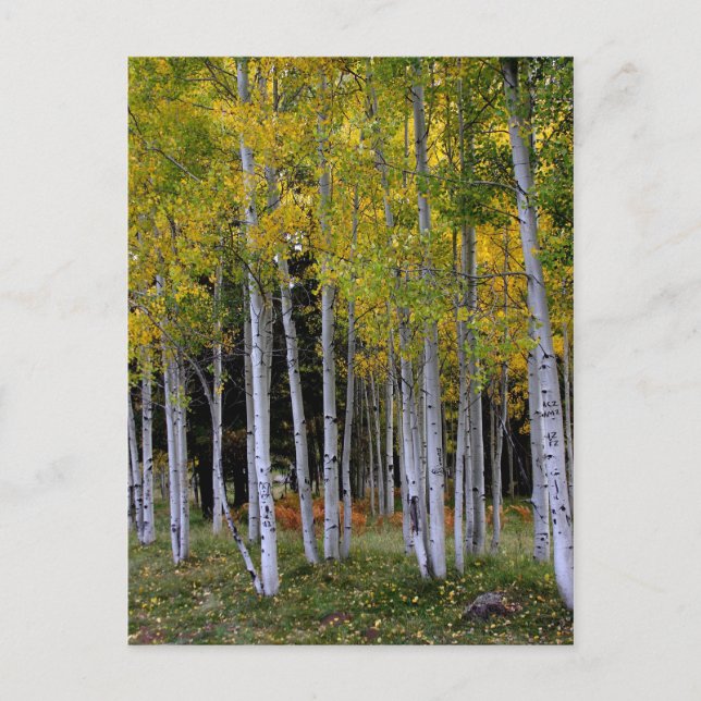 Carte Postale Sérénité dans Gold et Green Aspen (Devant)