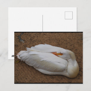 Carte Postale Sérénité en blanc