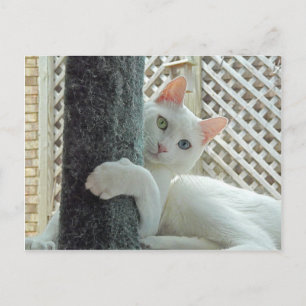 Carte postale serenity enlacée