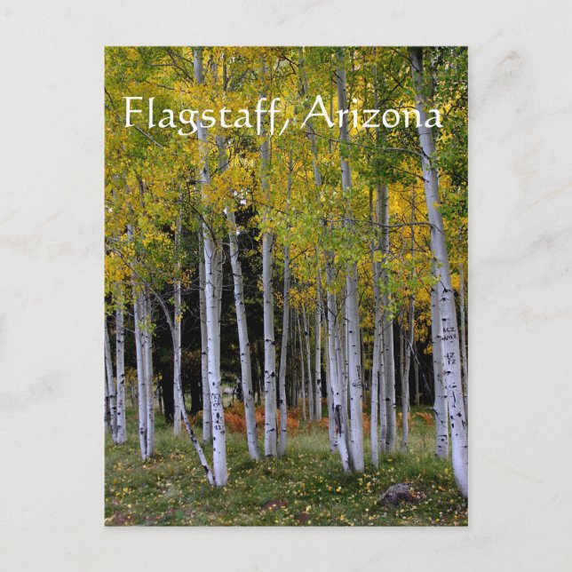 Carte Postale Serenity in Gold and Green Aspen's Flagstaff (Devant)