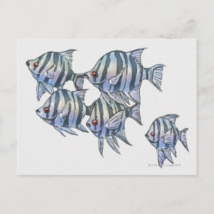 Carte Postale Sergent Scissortail