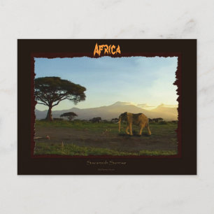 Carte Postale Série africaine des éléphants