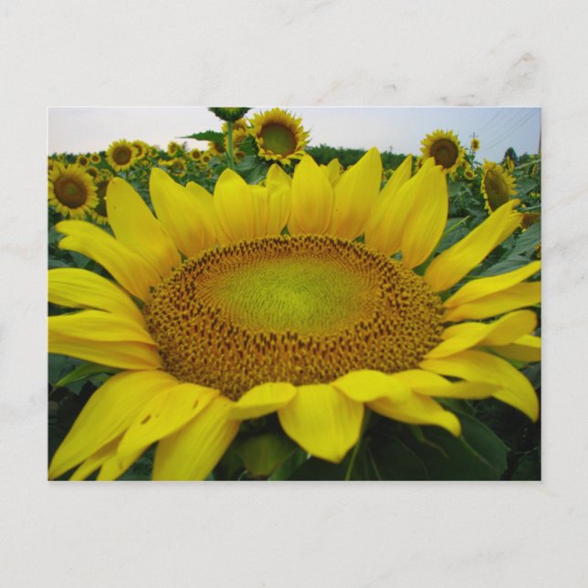 Carte Postale Série de tournesols (Devant)