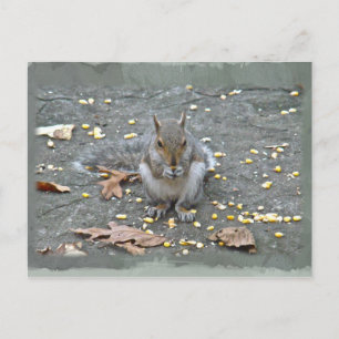 Carte Postale Série d'écureuils gris