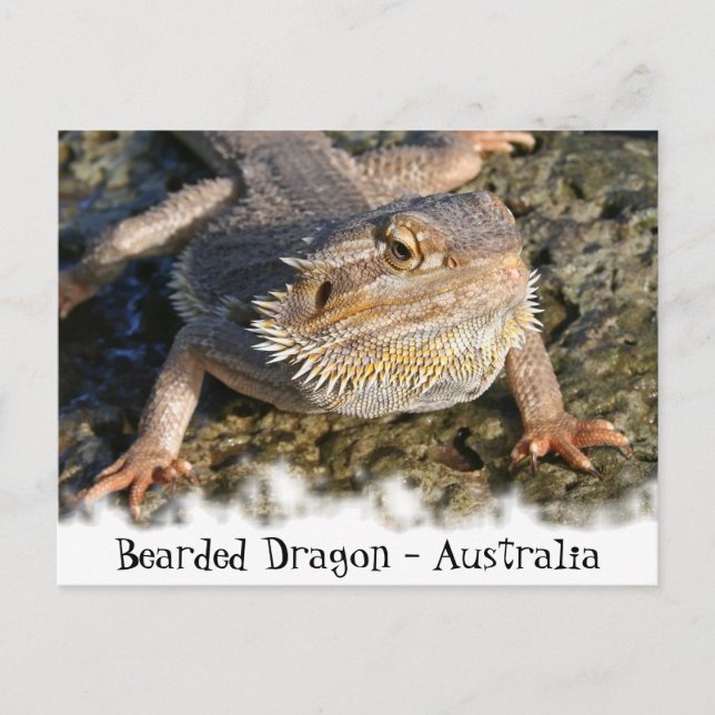 Carte Postale Série Dragon à boucle (Devant)