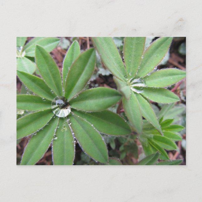 Carte Postale Série Morning Dew (Devant)