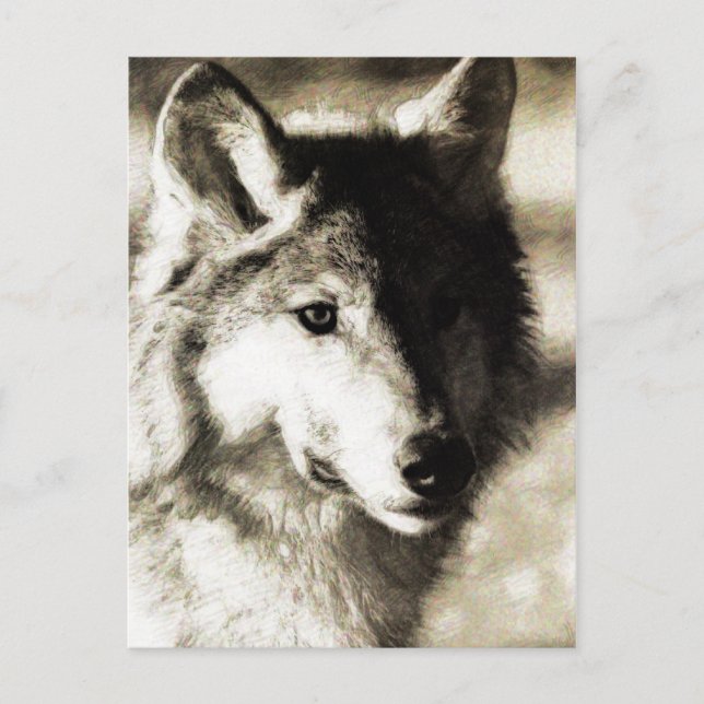 Carte Postale Série sauvage 19 (Devant)