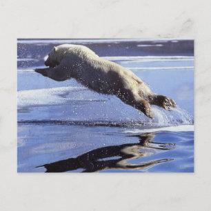 Carte Postale Séries Polar Bear Wildlife #13 Postcard