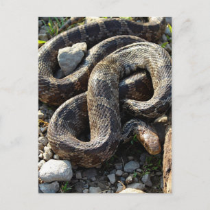 Carte Postale Serpent
