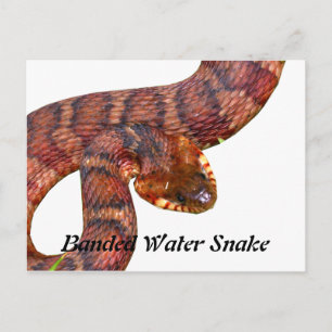 Carte Postale Serpent à eau baignée