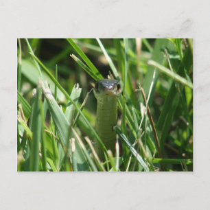 Carte Postale Serpent à jarre à facettes rouges dans l'herbe