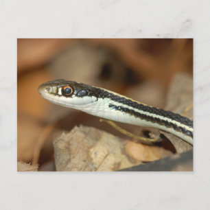 Carte Postale Serpent à ruban.