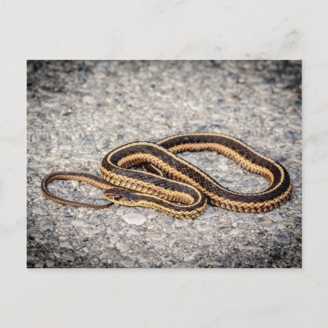 Carte Postale Serpent à ruban de l'Est (Serpent à grains) (Devant)