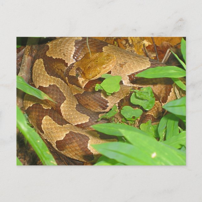 Carte Postale Serpent à tête de cuivre (Devant)