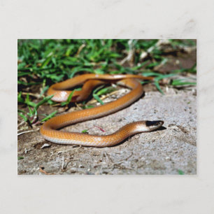 Carte Postale Serpent à tête noire des plaines