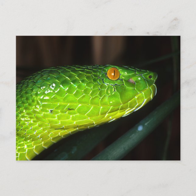 Carte Postale Serpent à vipère de la fosse de Green Stejneger (Devant)