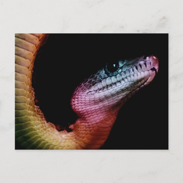Carte Postale Serpent arc-en-ciel (Devant)
