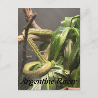 Carte Postale Serpent argentin