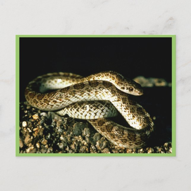 Carte Postale Serpent brillant (Devant)