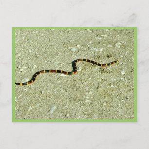 Carte Postale Serpent corail