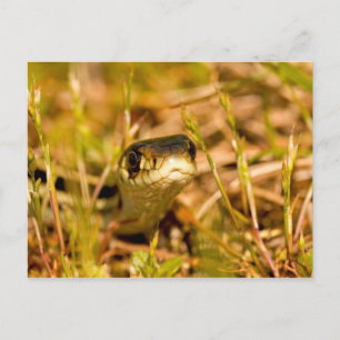 Carte Postale Serpent dans l'herbe