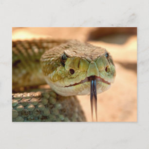 Carte Postale Serpent de bétail