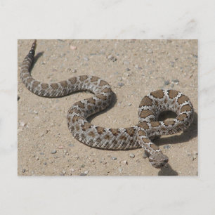 Carte Postale Serpent de bétail noir Juvenille
