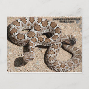 Carte Postale Serpent de bétail noir Juvenille