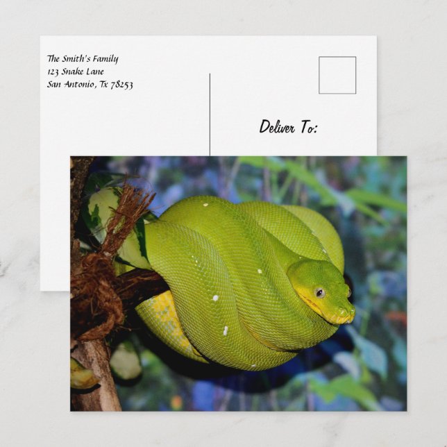 Carte Postale Serpent de Boa Emerald Tree (Devant / Derrière)