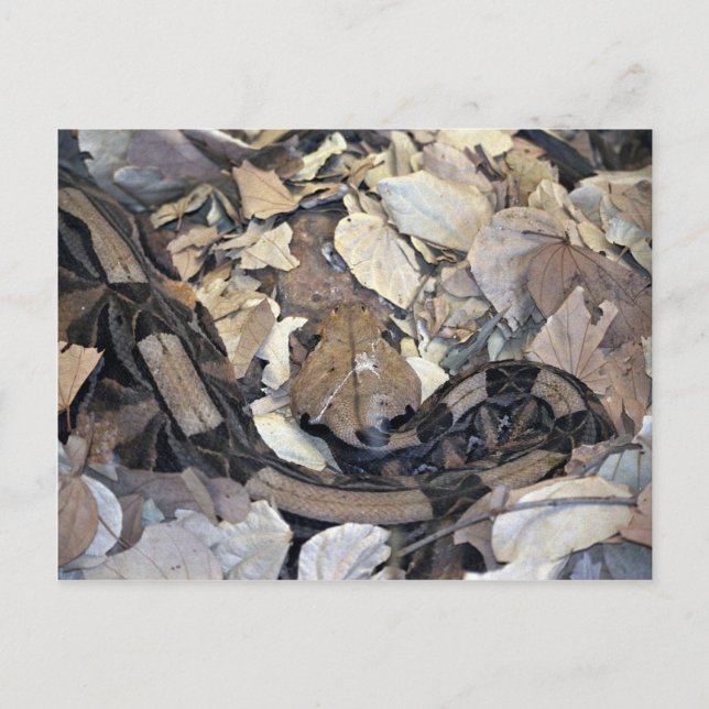 Carte Postale Serpent de Camouflage (Devant)