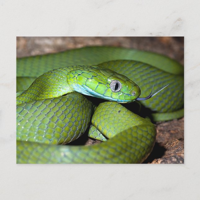 Carte Postale Serpent de chat vert (Devant)