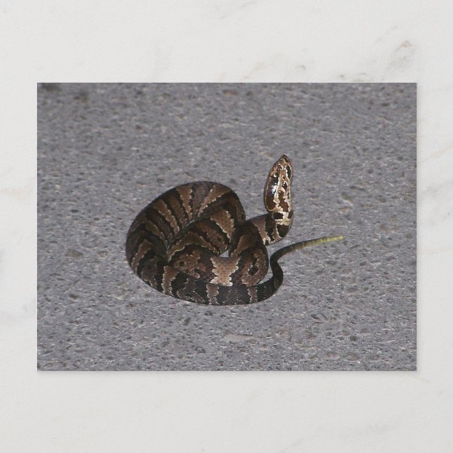 Carte Postale Serpent de coton juvénile (Devant)