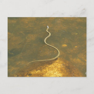 Carte Postale Serpent de Garrot de Pêche