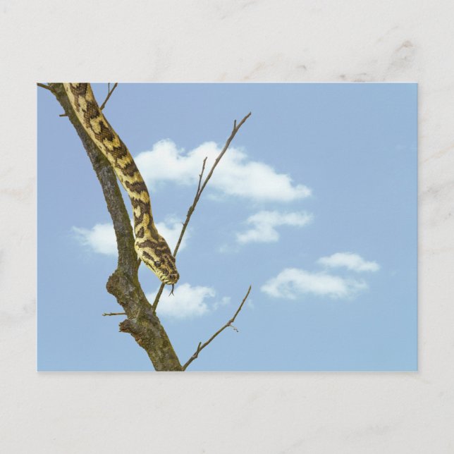 Carte Postale Serpent de Garter sur un membre contre un ciel ble (Devant)