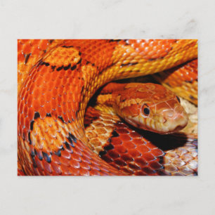 Carte Postale Serpent de maïs