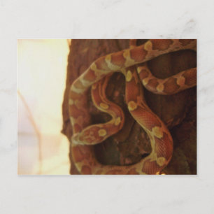 Carte Postale Serpent de maïs