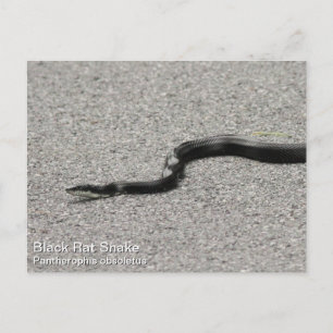 Carte Postale Serpent de rat noir