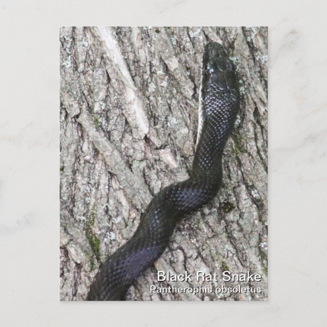 Carte Postale Serpent de rat noir (Devant)