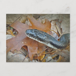 Carte Postale Serpent de rat noir - Elaphe obsoleta obsoleta