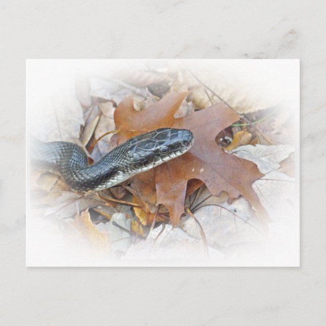 Carte Postale Serpent de rat noir - Elaphe obsoleta obsoleta (Devant)