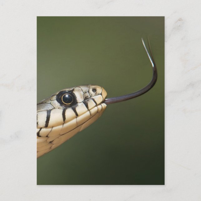 Carte Postale Serpent d'herbe (Devant)